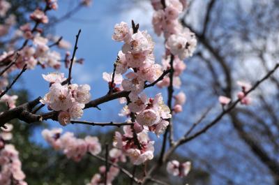 春なので東京ぶらりしました（１）　湯島、根津、上野編