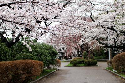 都内で美味しい食事と雨のなか桜見物