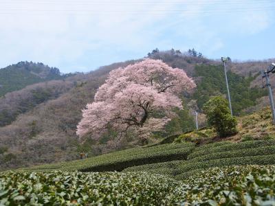 お茶の名産地に春到来 / かわね桜まつり