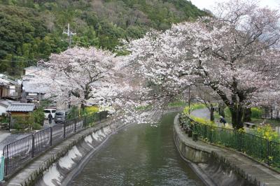 歩いて疎水周辺の桜を見に行くつもりが琵琶湖まで行ってしまった話