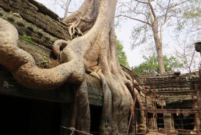 2014春、カンボジア旅行記2(36/47)：3月22日(7)：タ・プロム遺跡、マガジュマルの巨木、回廊、デヴァター像、中央祠堂