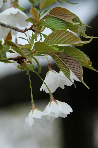 Solitary Journey ［1358］ 瀬戸内の公園に桜咲く、雨のち曇りときどき晴れの桜見物＜大空山公園・正福寺山公園のさくら＞広島県呉市