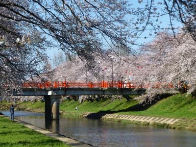 思いたったら・・桜～！！各務原・新境川のサクラ・・・