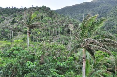 ロングステイ石垣島２１日間　その３日目。米原　民宿花城滞在　ヤエヤマヤシ群落