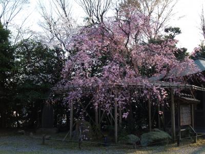 増徳院（横浜市南区平楽）の枝垂れ桜