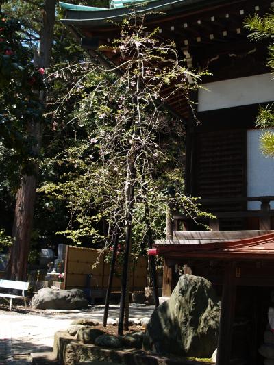 遍照寺（横浜市保土ヶ谷区月見台）の枝垂れ桜