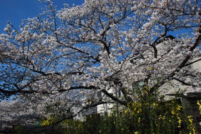 二ヶ領用水（武蔵小杉）の桜が満開 2014