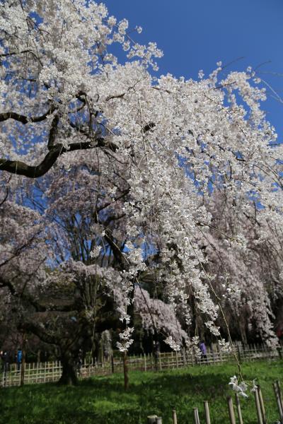 京都の桜　2014　～京都御苑～