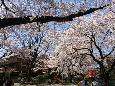 猿町公園～NTT東日本病院の近くまで桜散歩