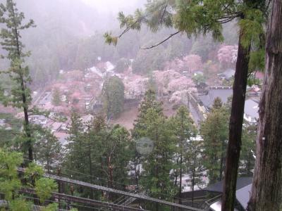 身延山枝垂れ桜、満開でも大雨だった！でも寺館内充実