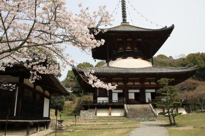 桜紀行　2014　PART 3　和歌山　岩出　根来寺を訪ねて