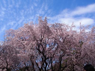 六義園で満開の枝垂れ桜に出会う