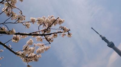 はしご桜＠浅草＆大宮