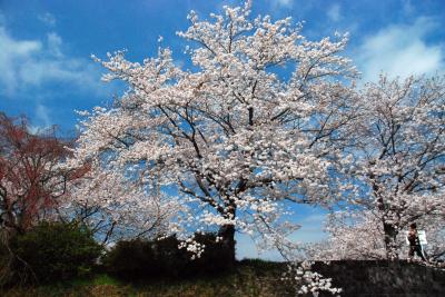 神宮の桜