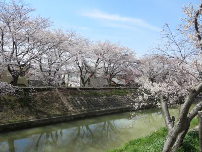 消費税８％に負けるな！母と行く佐保川の桜☆薄紅色に、癒されて♪