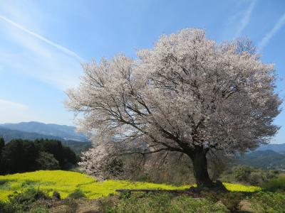 馬場の山桜と円応寺の桜　4/1