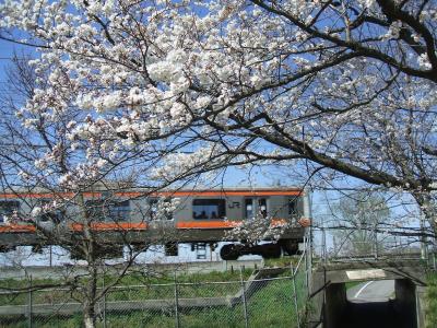 浦和くらしの博物館民家園と見沼代用水の春