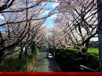 毎年恒例の桜坂　2014