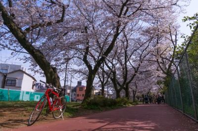 満開の桜・ポタリング編（2014年4月）