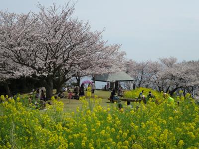 吾妻山公園の桜と菜の花