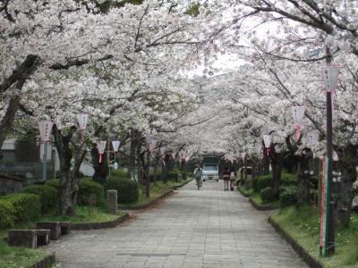 我が母校が有る旭ｹ丘公園を訪ねて（花見）