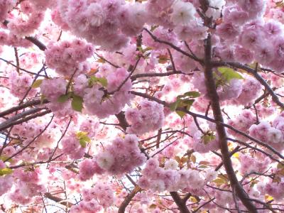 大阪造幣局の桜の通り抜け