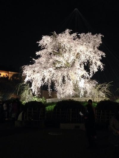 ０２　京都の夜桜　青蓮院門跡、円山公園、祇園