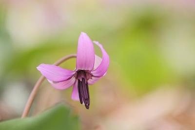 桜よりもカタクリに惹かれて