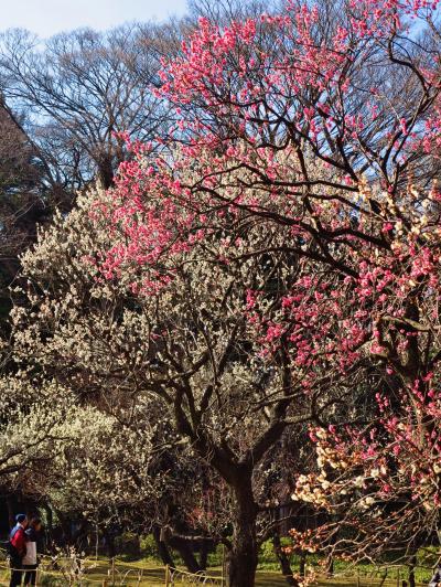 小石川後楽園B　梅園　紅白の花咲きそろい　☆内庭から東門出口へ
