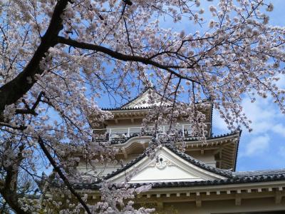 小田原*サクラ散歩* 2014 ～城址公園～