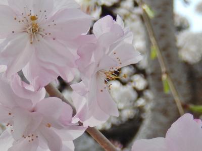 ゴキンジョ・桜♪