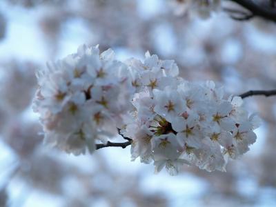 ぼんぼり桜は満開だ～の、寺ヶ池公園へ