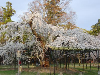 京都の桜　2014　2.　上賀茂神社　4/2