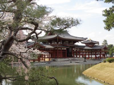 2014年　京都に春到来、桜を見に宇治へ行こう！