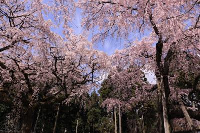 醍醐の花見