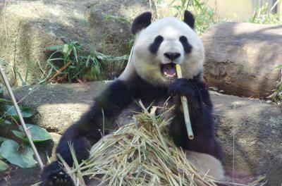 桜咲く上野動物園