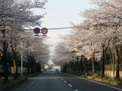 早朝ウォーキングで桜を愛でながら市内各地を巡る・・・②加須市川口の桜並木