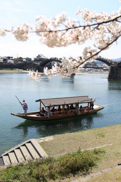 Solitary Journey ［1360］ 岩国市の名勝・錦帯橋周辺でサクラが満開～♪花見客でいっぱいでした。＜錦川沿いを歩く編＞山口県岩国市