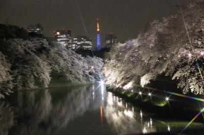 桜が満開の千鳥ヶ淵のライトアップは幽玄なモノトーンの世界