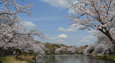 三ッ池公園の桜　満開　２０１４年