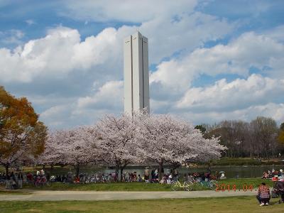 2014 堺 さくら 花見紀行