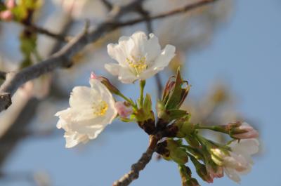 おの桜づつみ回廊・往復8ｋｍ