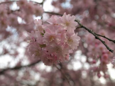 桜を求めて第２弾。ココのぼんぼり桜も満開でしたー。桜の樹の本数が多く見応えのある滝谷公園へ