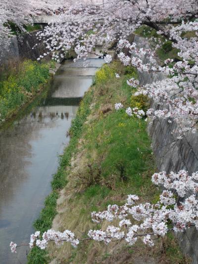 山崎川にお花見に行ってきました。例年の行事です。