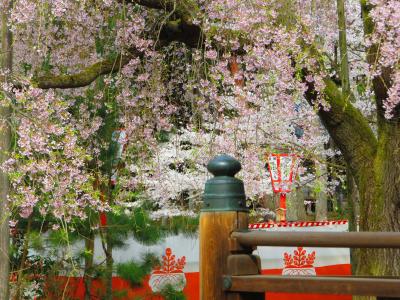 醍醐寺「醍醐の花見」　なーんちゃって？