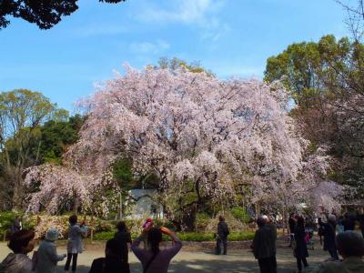 国指定特別名勝 六義園　2014年の桜