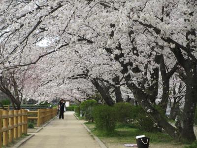 2014年　京都に春到来、桜を見に長岡天満宮へ！