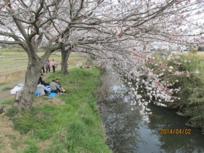 柏市の今井・染井吉野・満開・2014年・手賀沼湖畔・菜の花