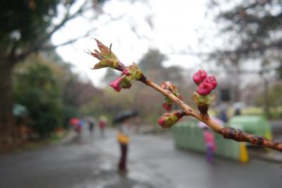 御苑の桜。花散らしの雨＞＜