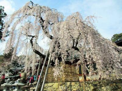 氷室神社のしだれ桜と東大寺の鹿さん